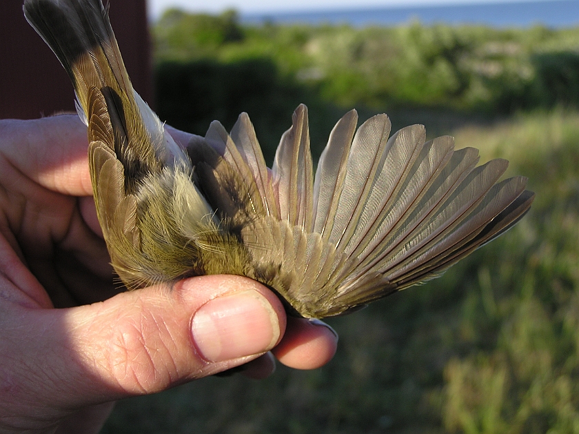 Greenish Warbler, Sundre 20080605